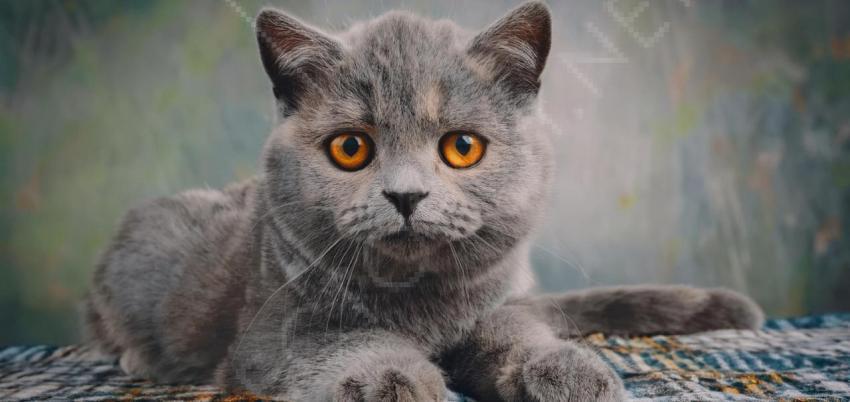 Adorable british shorthair kitty with monochrome wall behind her